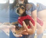 Small Photo #4 Mutt Puppy For Sale in Gulfport, MI, USA