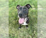 Small #53 American Pit Bull Terrier Mix