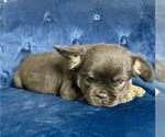 Small Photo #3 French Bulldog Puppy For Sale in ALHAMBRA, CA, USA