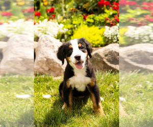 Bernese Mountain Dog Puppy for sale in MILLERSBURG, IN, USA