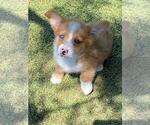 Image preview for Ad Listing. Nickname: Red Merle 2