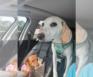 Lace - Female American Foxhound Dog for Adoption - Photo #4