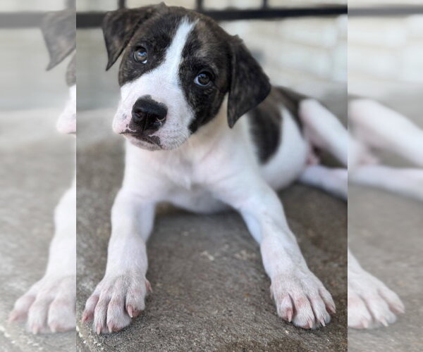Medium Photo #1 Labrador Retriever-Unknown Mix Puppy For Sale in Great Bend, KS, USA