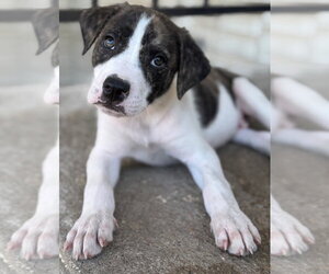 Labrador Retriever-Unknown Mix Dogs for adoption in Great Bend, KS, USA