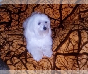 Father of the Maltese puppies born on 07/17/2020