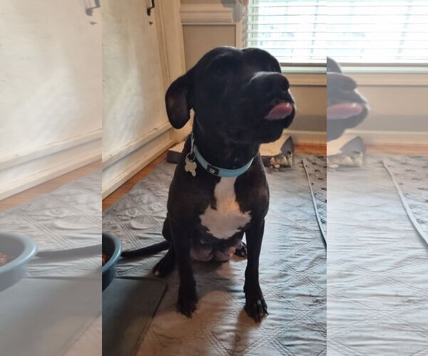 Medium Photo #2 American Pit Bull Terrier-Unknown Mix Puppy For Sale in Holly Springs, NC, USA