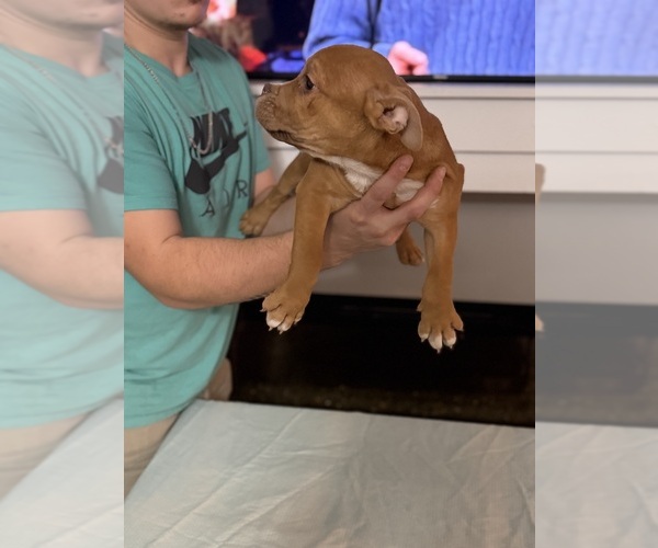 Medium Photo #13 American Bully Puppy For Sale in SAINT JOSEPH, MO, USA