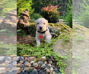 Golden Retriever Puppy for sale in TAYLORSVILLE, NC, USA