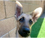 Small #1 German Shepherd Dog Mix
