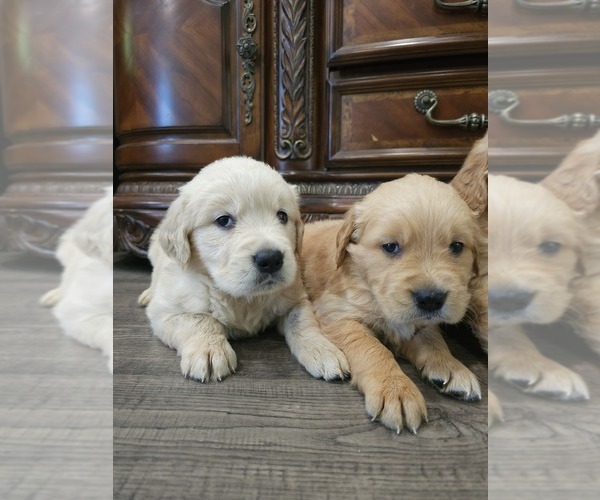 Medium Photo #4 English Cream Golden Retriever Puppy For Sale in ELVERTA, CA, USA