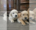 Small #3 English Cream Golden Retriever