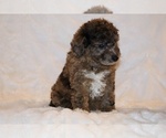 Small #9 Poodle (Toy)