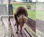 Small #2 Golden Retriever