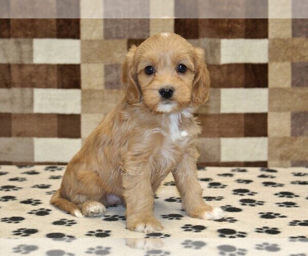 Medium Photo #1 Bernedoodle (Miniature)-Cavapoo (Miniature) Mix Puppy For Sale in DENVER, PA, USA