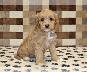 Bernedoodle (Miniature)-Cavapoo (Miniature) Mix Puppy for sale in DENVER, PA, USA