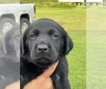 Small Photo #3 Labrador Retriever Puppy For Sale in MARION, SC, USA