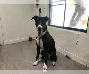 Border Collie Dogs for adoption in Pasadena, CA, USA