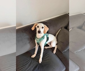 Beagle-Unknown Mix Dogs for adoption in Holly Springs, NC, USA