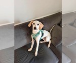 Small Beagle Mix