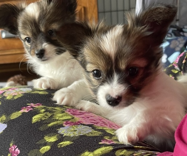 View Ad Papillon Puppy for Sale near Kansas, SILVER LAKE, USA. ADN566164