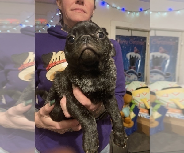 Medium Photo #3 Pug Puppy For Sale in MENASHA, WI, USA