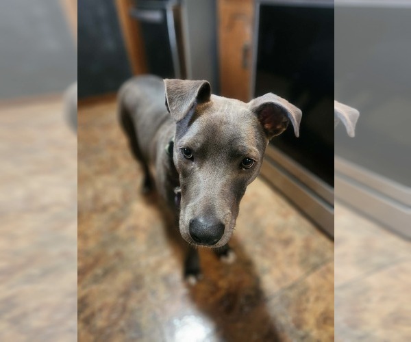 Medium Photo #8 American Pit Bull Terrier-Unknown Mix Puppy For Sale in Minneapolis, MN, USA