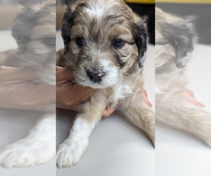 Miniature Australian Shepherd-Poodle (Standard) Mix Puppy for sale in SURPRISE, AZ, USA