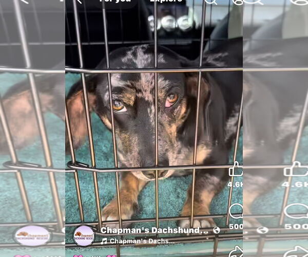 Medium Photo #1 Dachshund Puppy For Sale in York, SC, USA