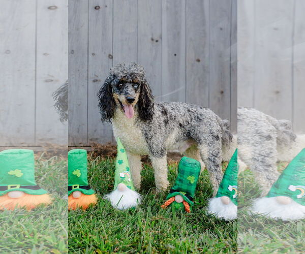 Medium Photo #3 Poodle (Miniature) Puppy For Sale in Pacolet, SC, USA