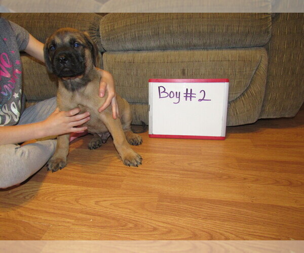 Medium Photo #8 Mastiff Puppy For Sale in FARMERVILLE, LA, USA