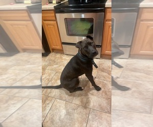 American Pit Bull Terrier-Unknown Mix Puppy for sale in BILLINGS, MT, USA