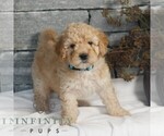 Small #1 Poodle (Miniature)
