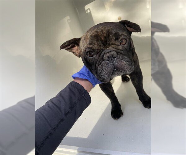 Medium Photo #1 French Bulldog Puppy For Sale in Houston, TX, USA