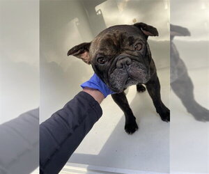 French Bulldog Dogs for adoption in Houston, TX, USA