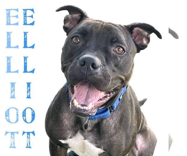 Medium Photo #27 Mutt Puppy For Sale in Pompano Beach , FL, USA