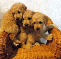 Goldendoodle (Miniature) Puppy for sale in SHELBY TOWNSHIP, MI, USA