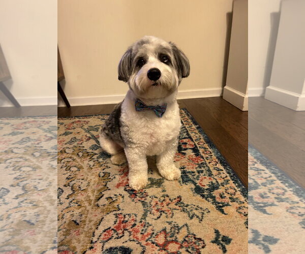 Medium Photo #4 Australian Shepherd-Unknown Mix Puppy For Sale in Doylestown, PA, USA