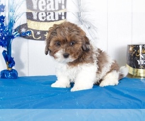 Shih Tzu Puppy for sale in MOUNT VERNON, OH, USA