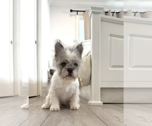 French Bulldog Puppy for sale in LAS VEGAS, NV, USA