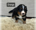Puppy Orange Bernese Mountain Dog