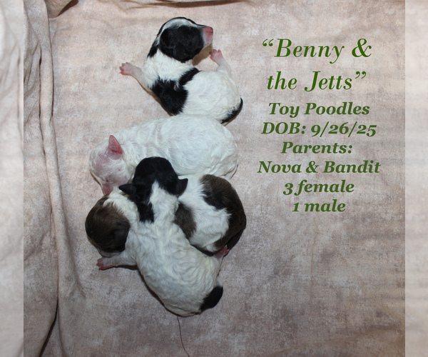 Medium Photo #9 Poodle (Toy) Puppy For Sale in CHANUTE, KS, USA