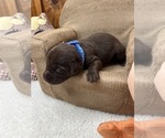 Small #3 Labrador Retriever