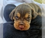 Small #1 Bloodhound