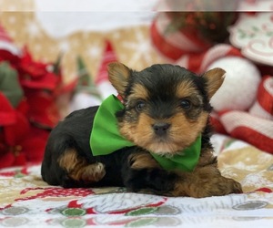 Yorkshire Terrier Puppy for sale in LANCASTER, PA, USA