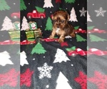 Small Photo #26 Yorkshire Terrier Puppy For Sale in LAPEER, MI, USA