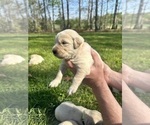 Small #5 Golden Retriever