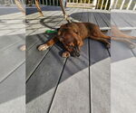 Small #3 Labrador Retriever Mix