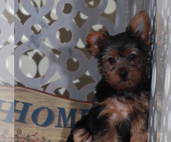 Medium Photo #3 Yorkshire Terrier Puppy For Sale in MOUNT VERNON, OH, USA