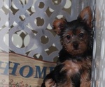 Small #2 Yorkshire Terrier