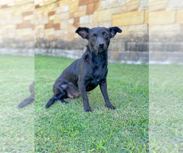 Medium Photo #4 Dachshund-Unknown Mix Puppy For Sale in PIPE CREEK, TX, USA